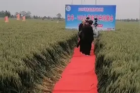 种子公司在麦田里铺红毯踩踏观摩 主办方：已给农户赔偿视频封面