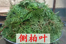 侧柏叶在生活中有哪些用途？除了洗头还能这样用，一起了解下吧