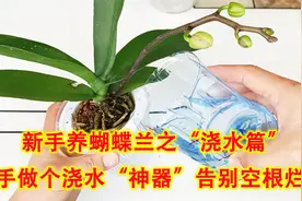 新手养蝴蝶兰“浇水篇”，动手做个浇水“神器”，告别空根烂根视频封面