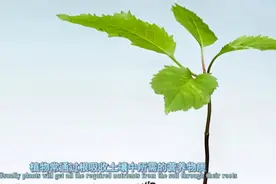 什么是水体富营养化_水体富营养化会带来什么后果_视频封面