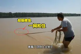 超级大鲤鱼黄河顶流，小伙连续撒网狂追！一网扣住到底多大？20斤视频封面