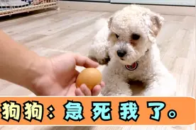 小伙发现狗狗居然会急得跺脚，太可爱了吧视频封面