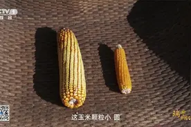 不是所有玉米都能做爆米花视频封面