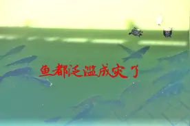 日本农村的小河沟里，20几条十多斤的鲤鱼没人要，真是太可惜了！视频封面