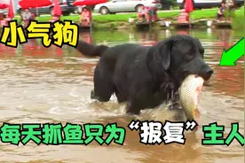 呆萌狗狗被鱼刺卡喉后，竟然疯狂抓鱼给主人吃！主人：吃鱼吃到怕视频封面