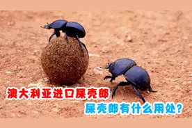 人人嫌弃的屎壳郎，为何澳大利亚每年都进口？屎壳郎有什么用处？视频封面