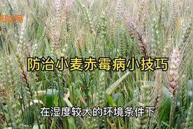 防治小麦赤霉病，记住在这个时间防治，用这几个配方，效果最好视频封面