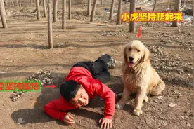 得了脑癌的小虎出门锻炼，刚下坡就摔倒在地了，金毛在旁接连鼓励视频封面
