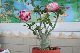 沙漠玫瑰施肥少用它，不然开花少，越养越没有观赏性视频封面