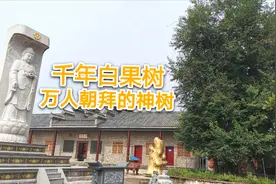 安徽六安：寺庙里这棵树当地人称它神树，每年庙会数万人来祈福