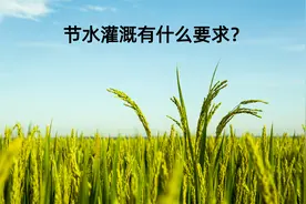 节水灌溉有什么要求？视频封面