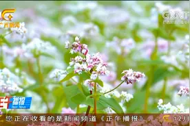 广西：荞麦花开染色更望湖 花海弥漫正是踏青时视频封面