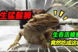 600买的成体生猛鬃狮蜥蜴，生吞8只巨型大蟑螂，舌头是捕猎工具视频封面