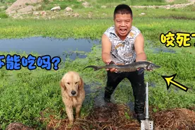 金毛河沟咬死条中华鲟，小虎看到后直呼可惜，大家说还能吃吗？视频封面