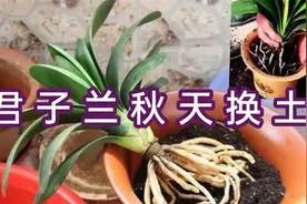 给君子兰秋季换土，选择什么“时间点”很关键。否则对兰伤害巨大视频封面