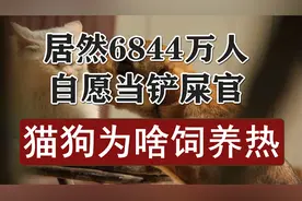 居然有6800万人在养猫狗！当中有你么？猫狗为啥如此得宠？视频封面