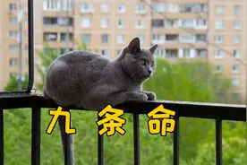 119只猫高空坠落，存活率96.5%，猫真有9条命？视频封面