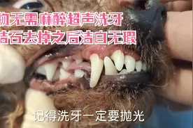 小狗有牙结石口臭难闻，看看宠物医生如何用超声洗牙的，太爽啦！视频封面