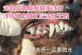 小狗有牙结石口臭难闻，看看宠物医生如何用超声洗牙的，太爽啦！视频封面