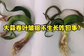 大蒜叶卷曲皱缩不长咋回事？多半得了病毒病，不及时防治要会传染视频封面