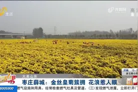 枣庄100亩金丝皇菊开正旺，朵朵菊花相互簇拥，放眼望去满目金黄视频封面