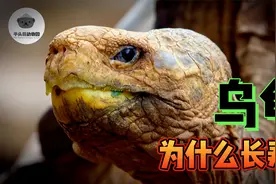 解开乌龟长寿的秘密，看看对我们人类有什么帮助？视频封面
