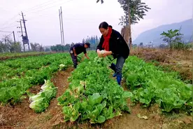 用草木灰播种的白菜，60多天生长期，第一批终于采收！太新鲜了视频封面