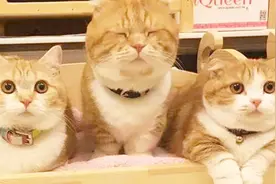 书店老板收养流浪猫，此后客人络绎不绝，老板：我捡到了宝！视频封面