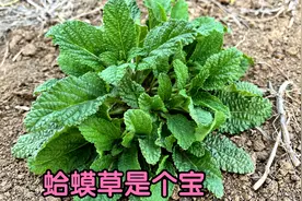 荔枝草别名“蛤蟆草”煮水，到底有啥好价值？解决不少人的困扰！视频封面