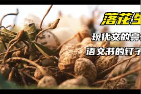 五年级《落花生》--现代文的老祖宗，语文书的钉子户，一百岁了视频封面