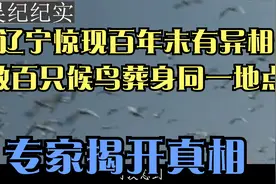 辽宁惊现百年未有异相，数百只候鸟葬身同一地点，专家揭开真相视频封面