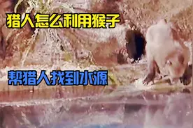 猎人套路猴子，让猴子吃盐块，帮猎人找水源。视频封面