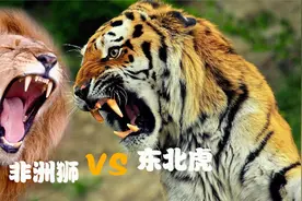 王者对决：当东北虎遇上非洲狮，你觉得谁更生猛？视频封面