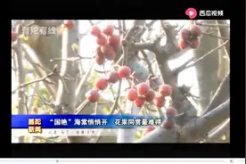 一朵两朵满枝头的靓丽！“国艳”海棠悄悄露芳容，红果也冒出头来视频封面