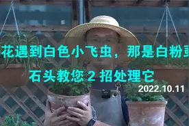 养花遇到白色小飞虫，那是白粉虱，石头教您2招处理它