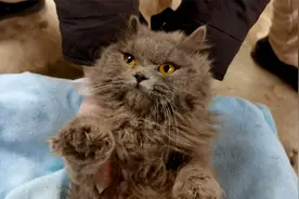迫不得已给流浪猫剃毛，猫咪乖得让人心痛，大冬天的太可怜了视频封面