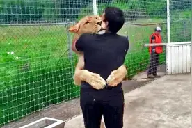 当动物与主人多年后再次重逢的20个瞬间！镜头记录下的温馨画面！视频封面