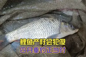 甩籽期的鲤鱼真的难钓吗?此时的鲤鱼零智商,钓法得当,轻松爆连视频封面