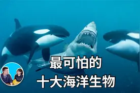 碰到就玩完了，世界上最可怕的十大海洋生物视频封面