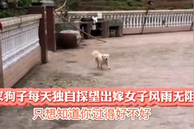 娘家狗子每天独自探望出嫁女子，风雨无阻！只想知道你过得好不好视频封面