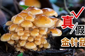 想吃金针菇？先过了毒蘑菇这关！