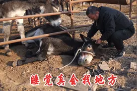 毛驴睡觉没选对地方，睡醒被卡住动不了了！把它救出来！