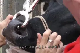 狗狗到医院见主人最后一面，嗅到病床那一刻，场面“失控”了视频封面