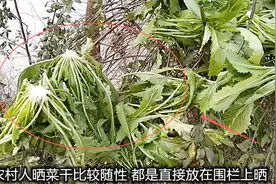 湖北农村晒菜干：随性婆婆不用簸箕不用竿，直接放在植物围栏上晒视频封面