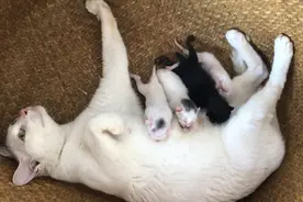 收养的流浪猫小白生了四只小猫，原来白猫是可以生出黑猫的视频封面