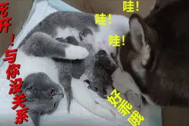 蓝白猫咪第一次生小猫，居然生了6只全是精品，旁边二哈不淡定了视频封面
