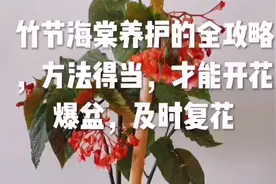 竹节海棠养护的全攻略，方法得当，才能开花爆盆，及时复花视频封面