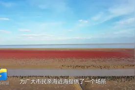 美翻！打卡东营莱州湾畔“红地毯”，成片翅碱蓬草汇聚成红色海洋视频封面