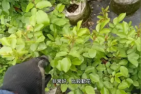 藤本月季为什么不开花？看看你是不是中了这4招视频封面