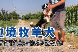 成年边牧真是太聪明了，会卖萌会看家，大家欣赏下这家伙视频封面